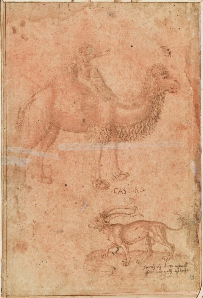 Studio di animalle e figura